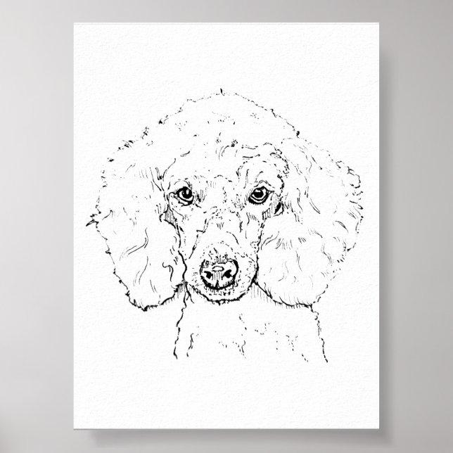Póster Ilustración de perro caniche lindo, dibujado a man (Frente)
