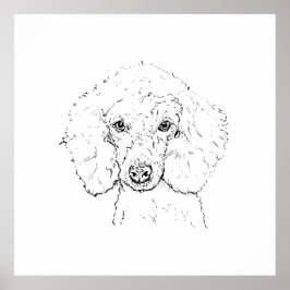 Póster Ilustración de perro caniche lindo, dibujado a man