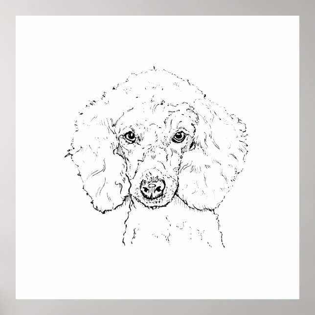 Póster Ilustración de perro caniche lindo, dibujado a man (Frente)
