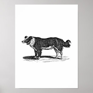 Póster Ilustracion de Perro Collie Fronterizo de los años