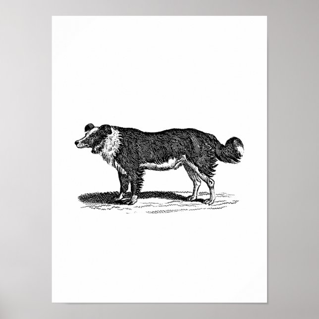 Póster Ilustracion de Perro Collie Fronterizo de los años (Frente)