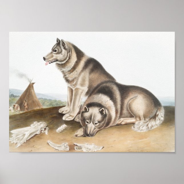 Póster Ilustracion de Perro Esquimaux (Canis familiaris) (Frente)