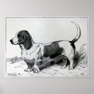 Póster ilustracion de perro vintage "Basset Hound"