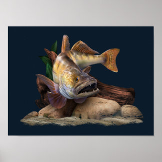 Póster Ilustracion de pesca Walleye, pescador Walleye