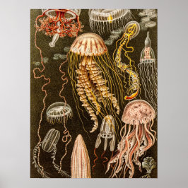 Póster Ilustracion de pescado antiguo de Jelly