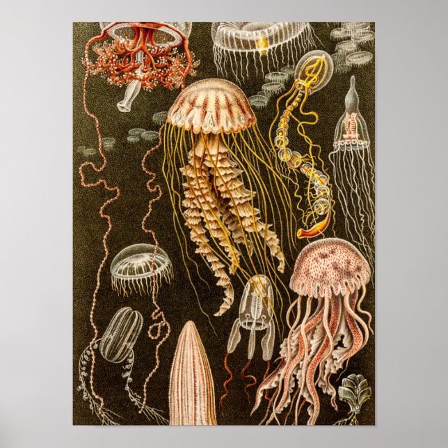 Póster Ilustracion de pescado antiguo de Jelly (Frente)
