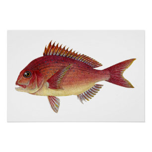 Póster Ilustracion de pescado de época: Red Seabream