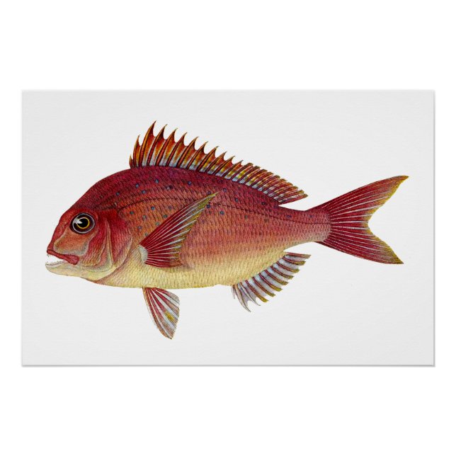 Póster Ilustracion de pescado de época: Red Seabream (Anverso)