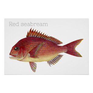 Póster Ilustracion de pescado de época: Red Seabream