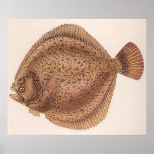 Póster Ilustracion de pescado de Flounder de época (1919)