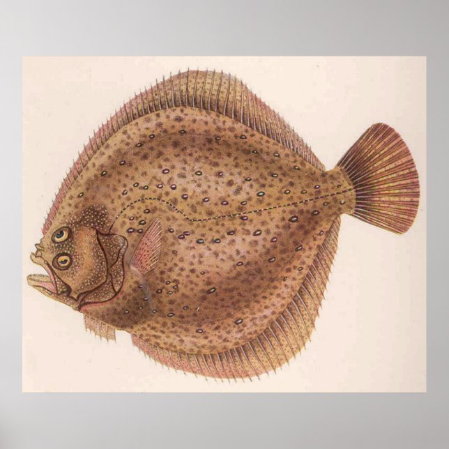 Póster Ilustracion de pescado de Flounder de época (1919) (Frente)