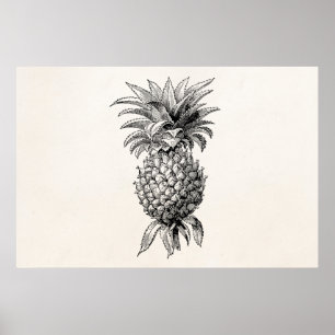 Póster Ilustración de piña vintage del siglo XIX Piñas