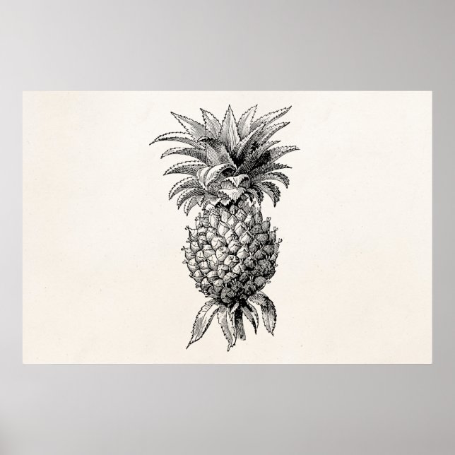 Póster Ilustración de piña vintage del siglo XIX Piñas (Frente)