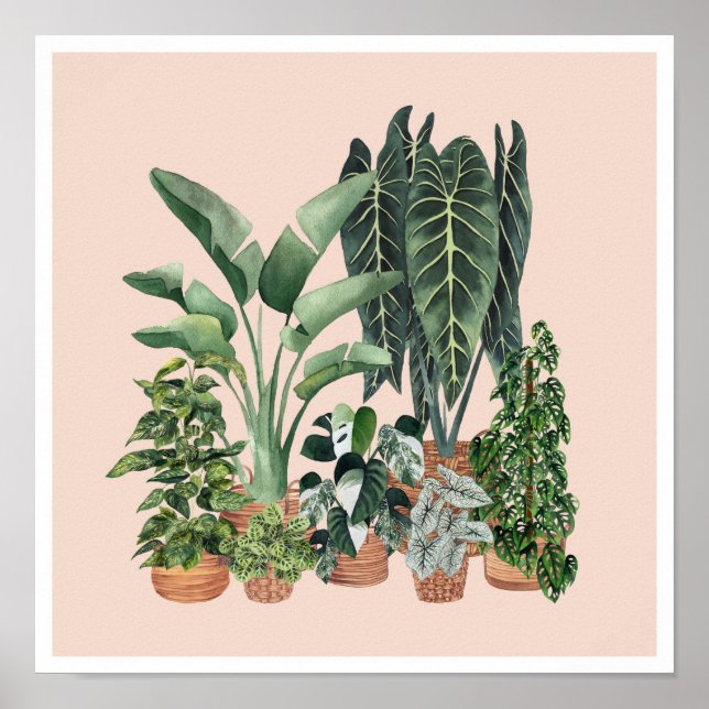 Póster Ilustracion de Plantas Domésticas 4 (Frente)