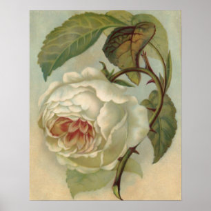 Póster Ilustracion de postales Rosa de Victoria
