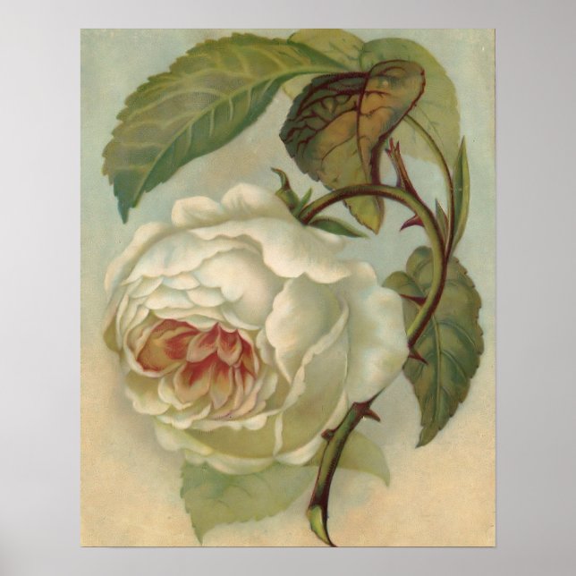Póster Ilustracion de postales Rosa de Victoria (Frente)