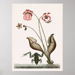 Póster Ilustracion de rana vintage