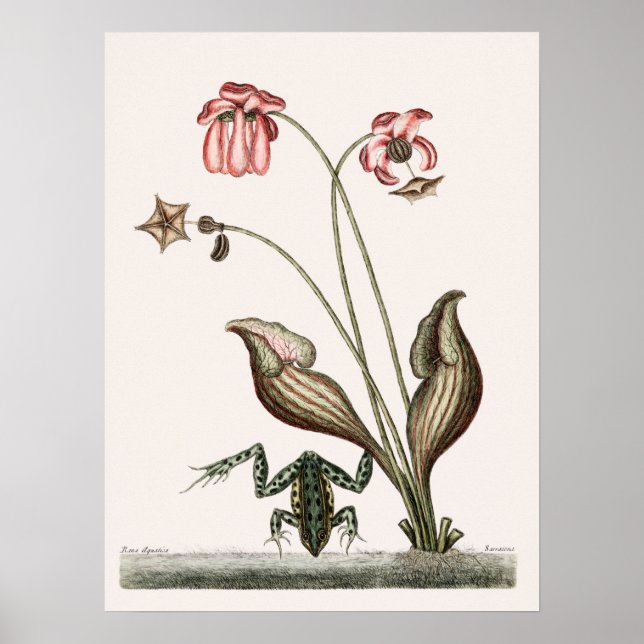 Póster Ilustracion de rana vintage (Frente)