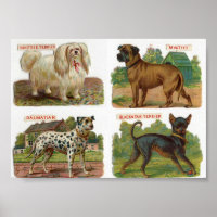 Ilustracion de raza de perro de época
