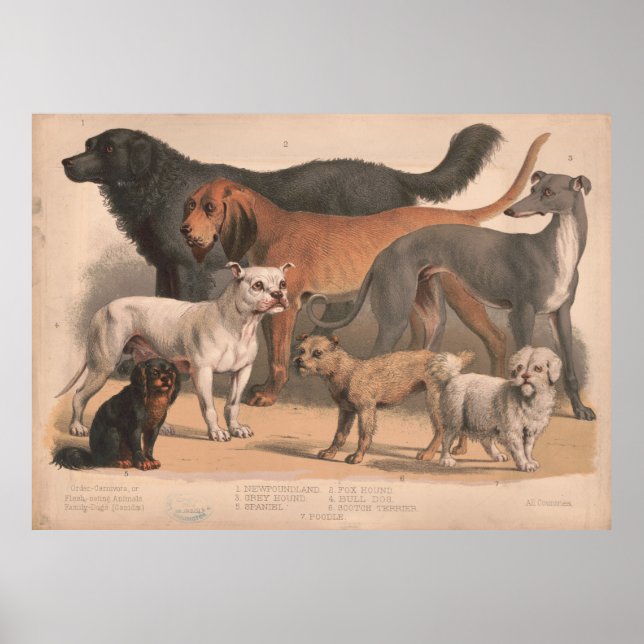 Póster Ilustracion de raza de perro de época (1874) (Frente)
