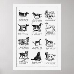 Póster Ilustracion de raza de perro, perros retro