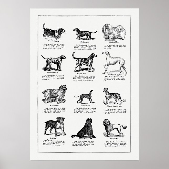 Póster Ilustracion de raza de perro, perros retro (Frente)