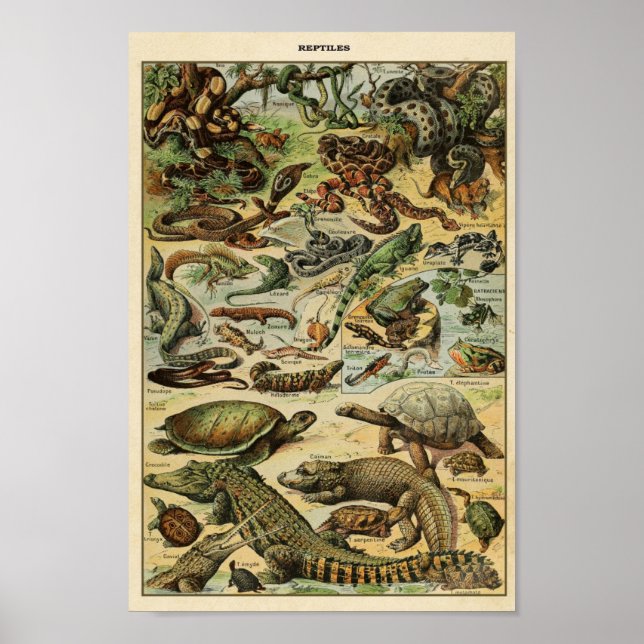 Póster Ilustracion de Reptiles Vintage (Frente)