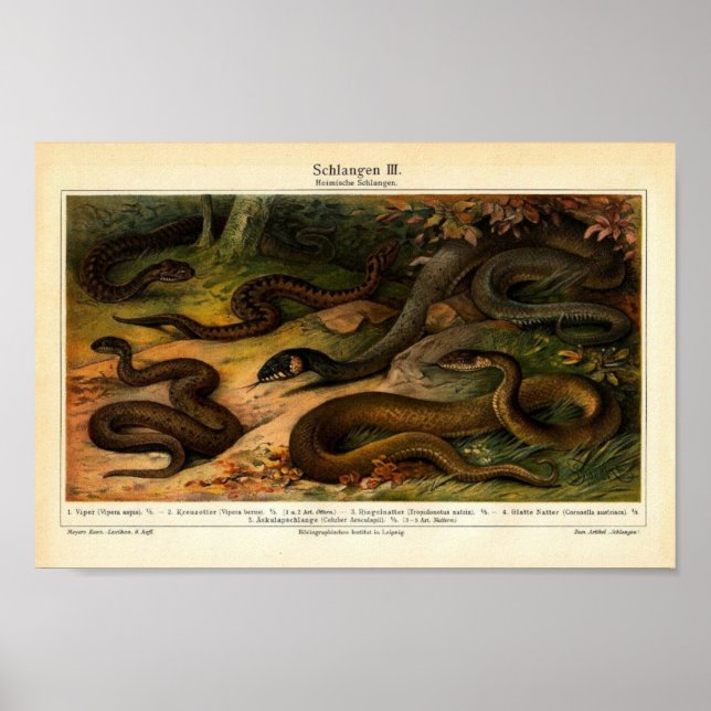 Póster Ilustracion de Reptiles Vintage (Frente)
