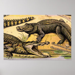 Póster Ilustración de reptiles vintage de Adolphe Millot