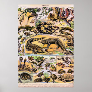 Póster Ilustración de reptiles vintage de Adolphe Millot