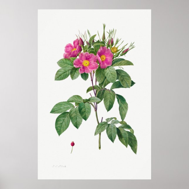 Póster Ilustracion de Rosa de época (Frente)