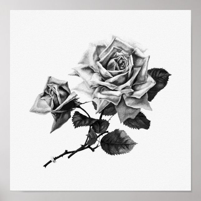Póster Ilustracion de Rosa de época (Frente)