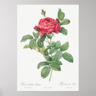 Póster Ilustracion de Rosa de época