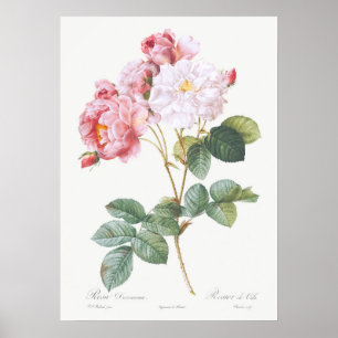 Póster Ilustración de rosa vintage