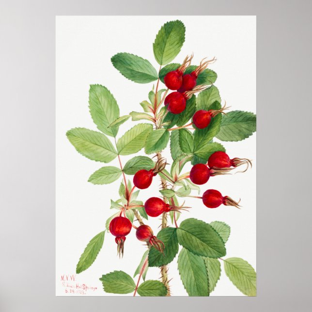 Póster Ilustracion de Rosehip de época (Frente)