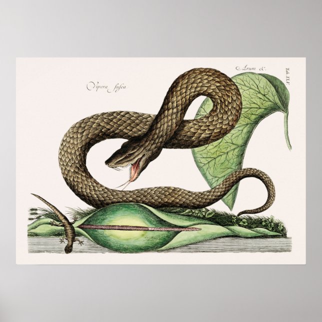 Póster Ilustracion de serpiente de época (Frente)