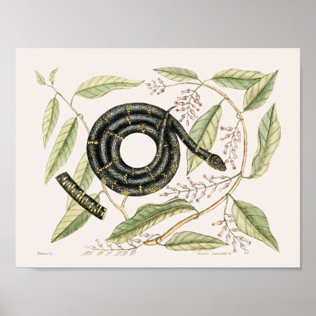 Póster Ilustracion de serpiente de época (Frente)