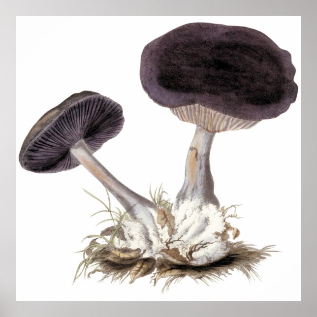 Póster Ilustracion de setas violeta de webcap (Frente)