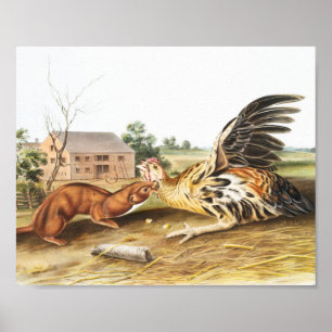 Póster Ilustracion de Tawny Weasel (Putorius fuscus)