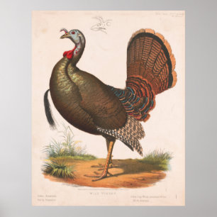 Póster Ilustracion de Turquía salvaje vintage (1872)