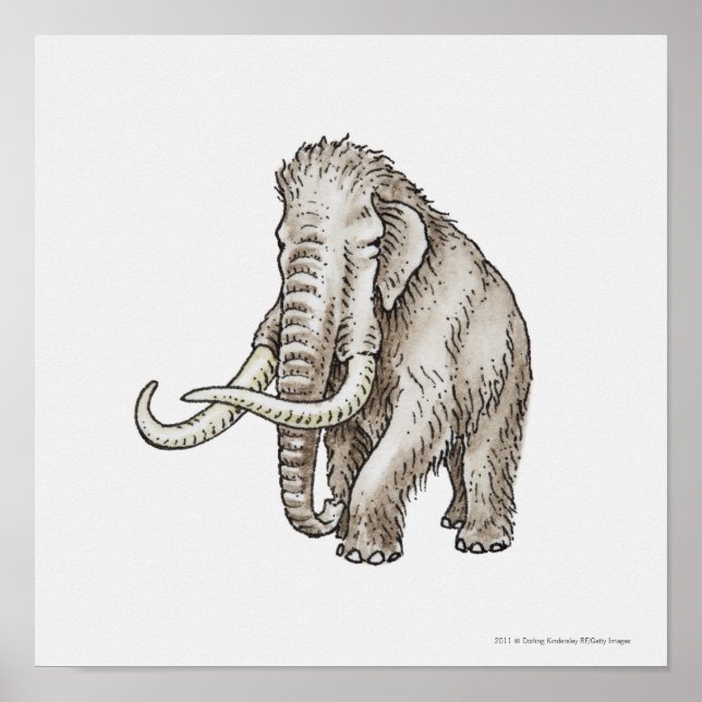 Póster Ilustracion de un mamut (Frente)