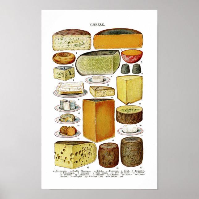 Póster Ilustración de variedades de queso victorianas ant (Frente)