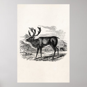 Póster Ilustracion de venado personalizado de renos