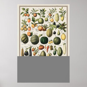 Póster Ilustración de Verduras Antiguas Adolphe Millot