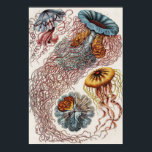 Póster Ilustracion de vida marina - Ernst Haeckel Poster<br><div class="desc">Discomedusae-Scheibenquallen de Kunstformen der Natur (1904) por el zoólogo alemán,  naturalista,  profesor y biólogo marino,  Ernst Haeckel (1843-1919). Original de la Biblioteca del Congreso. Las formas geométricas y naturales capturadas con una precisión excepcional.</div>