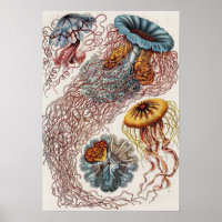 Ilustracion de vida marina - Ernst Haeckel Poster