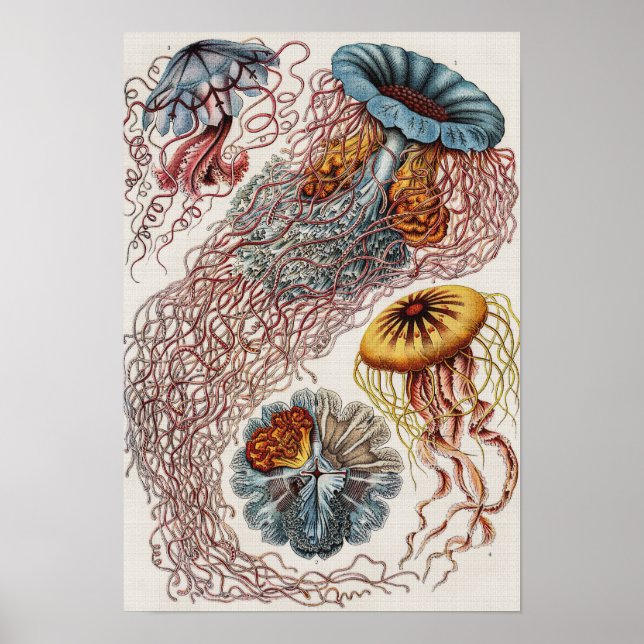 Póster Ilustracion de vida marina - Ernst Haeckel Poster (Frente)