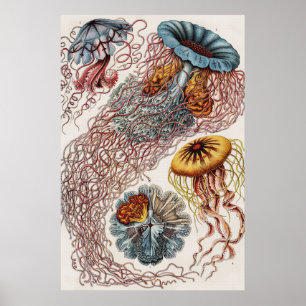 Póster Ilustracion de vida marina - Ernst Haeckel Poster