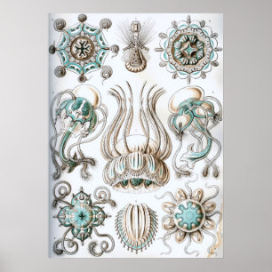 Póster Ilustracion de vida marina vintage