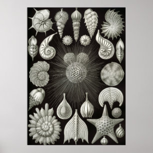 Póster Ilustracion de vida marina vintage